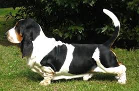 basset hound