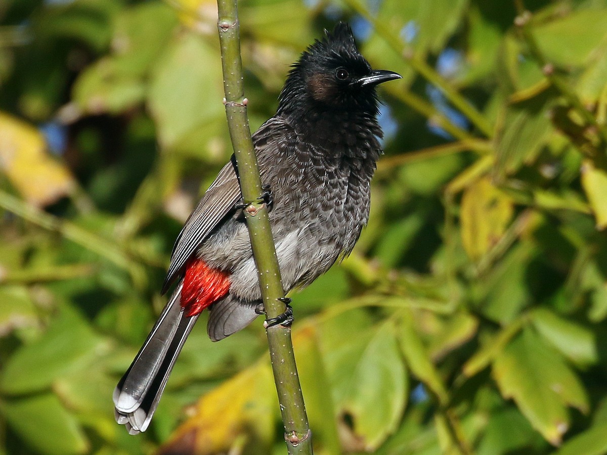 bulbul0