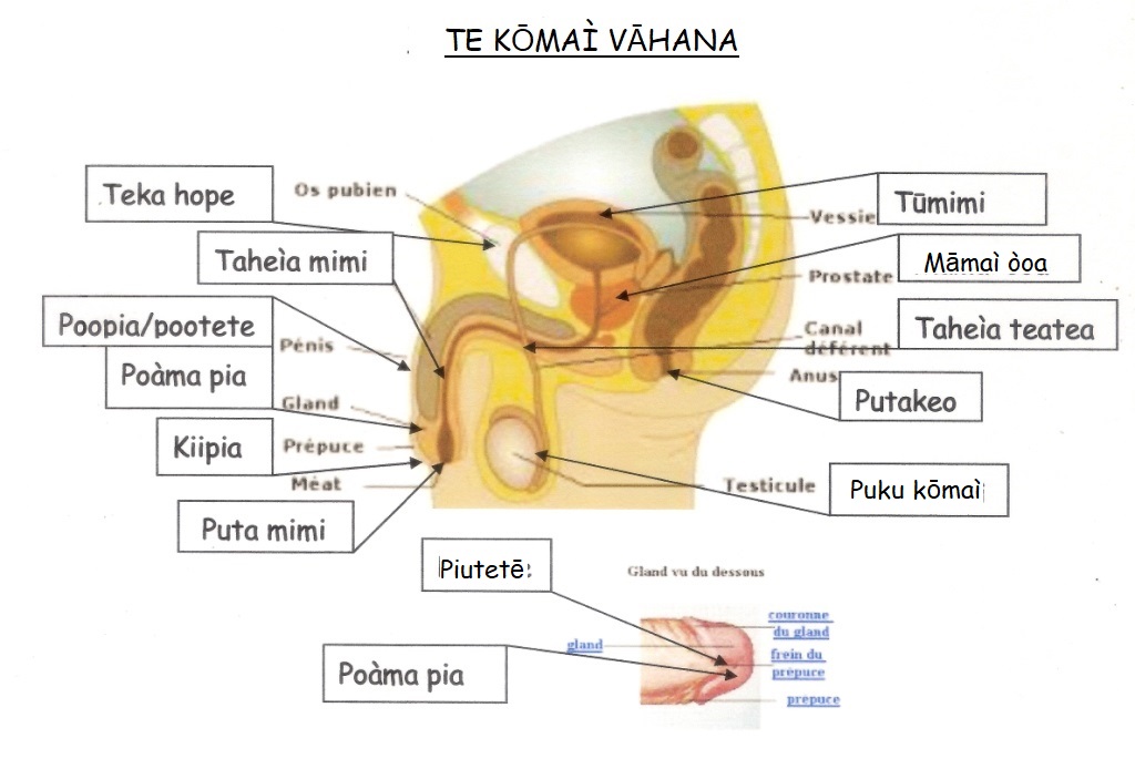 komai vahana Copy