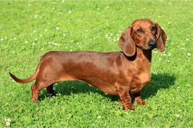 teckel dachshund